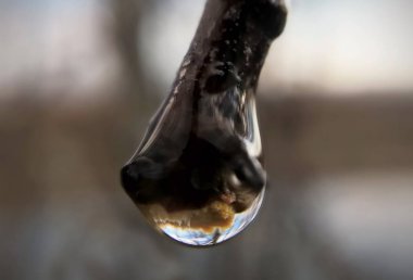 Ağaç dalına su damlası