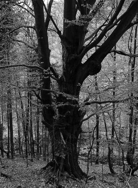 Siyah beyaz tonda sonbahar ormanı