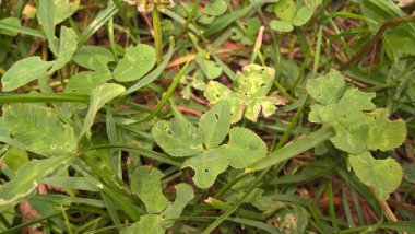 Çayırda yeşil yapraklar. Yaklaş.