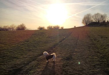 Gün doğumunda çayırda oynayan köpek.