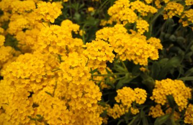 Güzel bahar veya yaz kır çiçekleri