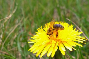 Karahindiba üzerinde hoverfly. Slovakya 