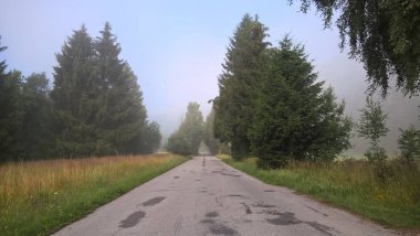 Yeşil ormanda yol yolu