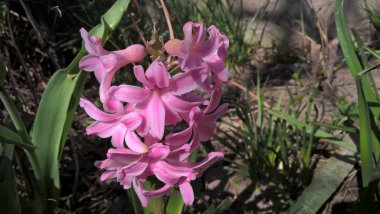 Güzel yaz kır çiçekleri