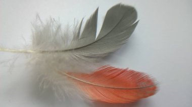 gri ve turuncu tüyler