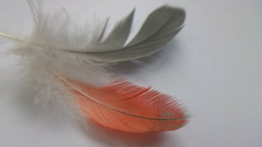 gri ve turuncu tüyler