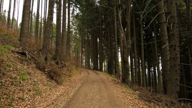 Güneşli bir günde dağ ormanı