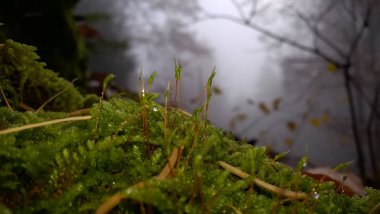 Ormanda yerde yosun var.