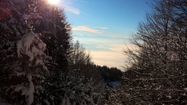 Ormanda güzel kış