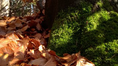Ağaçta yosun olan sonbahar yaprakları