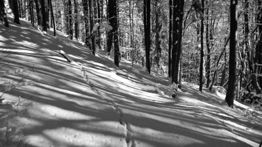 Ormanda güzel kış