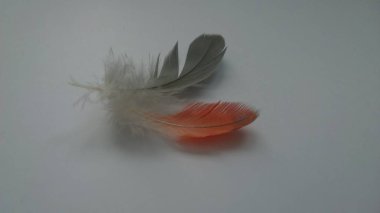 gri ve turuncu tüyler