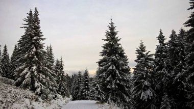 kış arka planda ormanda bisiklet