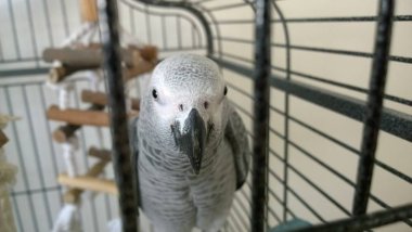 Kafeste Afrika Gri papağan.