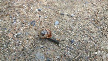 Salyangoz yerde. Yaklaş.