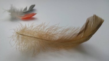 gri ve turuncu tüyler