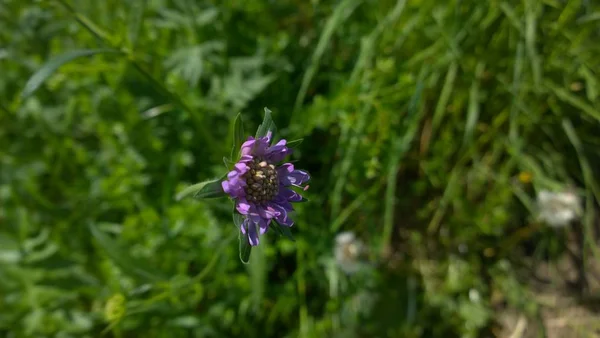 Bellissimo Fiore Selvatico Sul Prato — Foto Stock