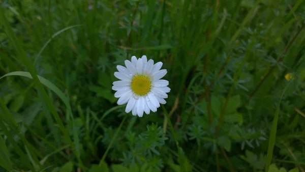 White Flower Green Meadow — Stock Photo, Image