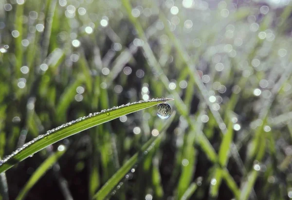 Grüne Zweige Mit Wassertropfen — Stockfoto