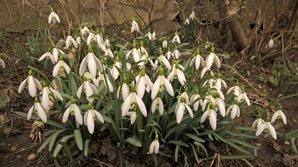 Ormandaki kardamlası çiçekleri kapatın