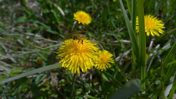 Hoverfly Mniszek Lekarski Terenie — Zdjęcie stockowe