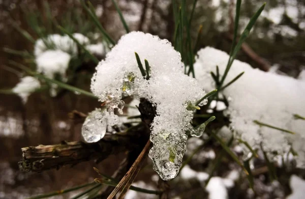 Schnee Auf Dem Tannenzweig — Stockfoto