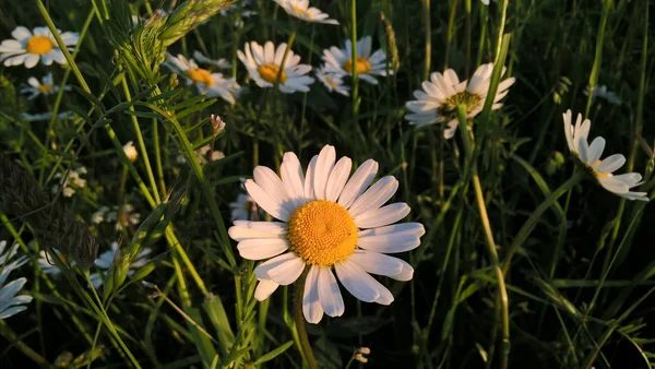 美しい春または夏の野生の花 — ストック写真