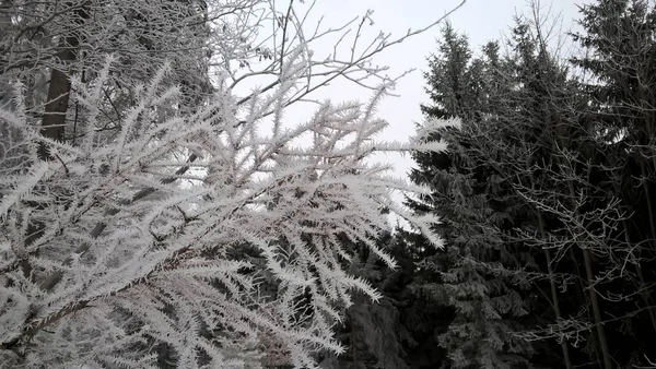 Прекрасна Зима Лісі — стокове фото