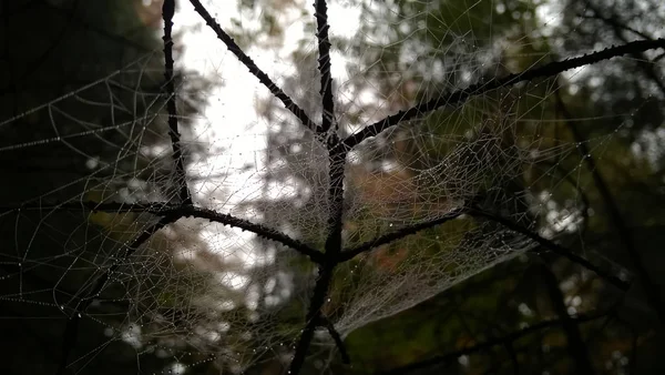 Toile Araignée Dans Forêt — Photo