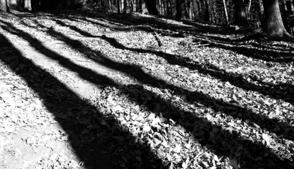 Ombres Des Arbres Sur Sol Dans Forêt — Photo