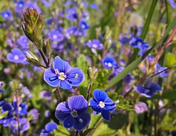 Fleurs Violettes Dans Jardin Vert — Photo