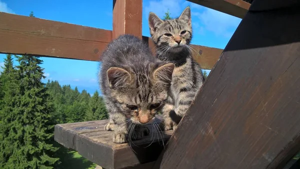 Katzen Ruhen Sich Bei Sonnigem Wetter Auf Holzbalkon Den Bergen — Stockfoto