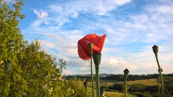 Poppy Flower Field Daytime — ストック写真