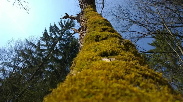 Ormanda Yosunlu Uzun Ağaç — Stok fotoğraf