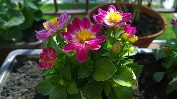 Gyönyörű Virágok Zöld Levelekkel Kertben — Stock Fotó