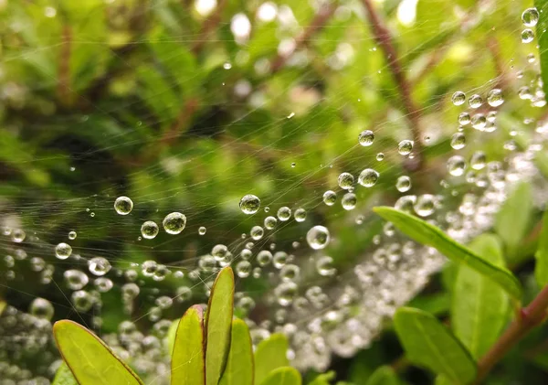 Вода Падає Мережу Павуків Зеленому Лісі — стокове фото