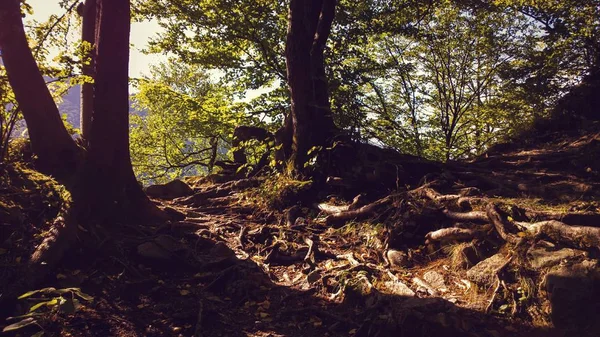Grüner Wald Sonnigem Tag — Stockfoto