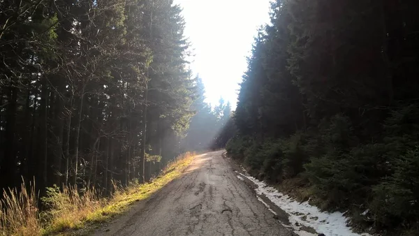 Güneşli Ormanda Boş Bir Yol — Stok fotoğraf