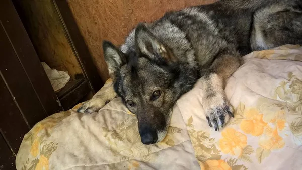Λυπηρό Σκυλί Ξαπλωμένο Κουβέρτα — Φωτογραφία Αρχείου