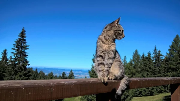 Cat Resting Wooden Balcony Mountains Sunny Day — Stock Photo, Image