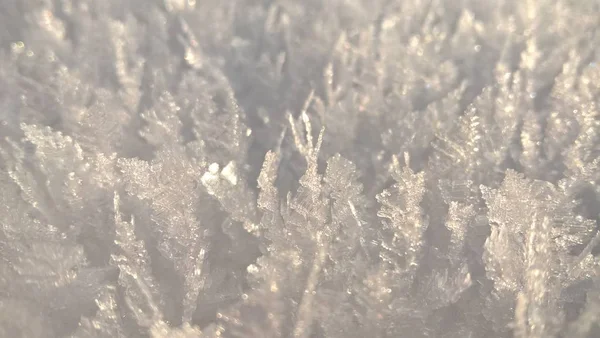 Snowy Crystal Grass Winter — Stock Photo, Image