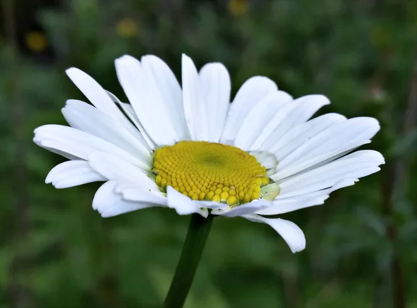 Λευκό Λουλούδι Στον Καταπράσινο Κήπο — Φωτογραφία Αρχείου