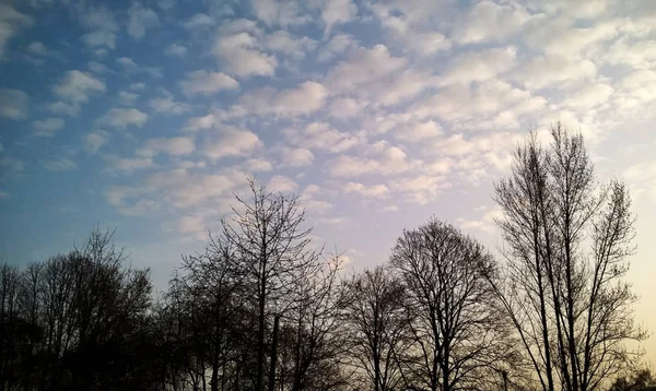 Хмарне Небо Над Зимовими Деревами — стокове фото
