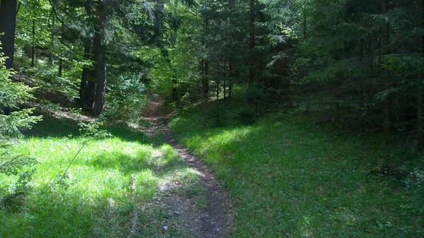 Forêt Montagne Verte Jour — Photo