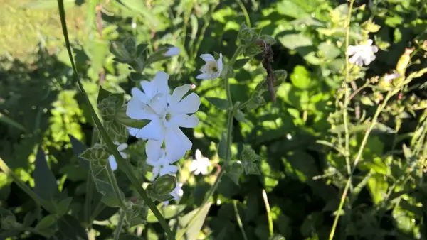 Lindas Flores Selvagens Verão — Fotografia de Stock