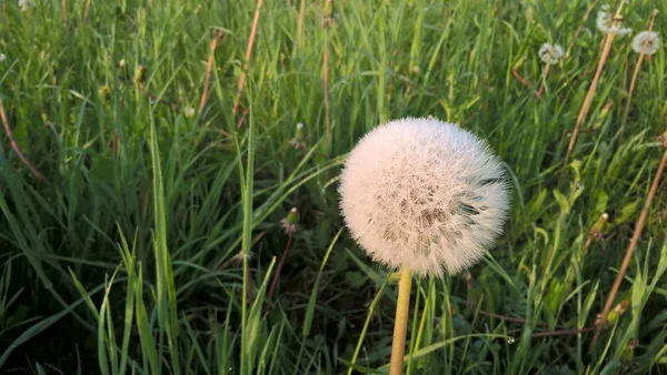 Löwenzahn Blüht Feld Mit Gras — Stockfoto