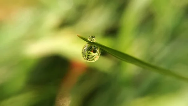 Närbild Vattendroppe Grön Gren — Stockfoto