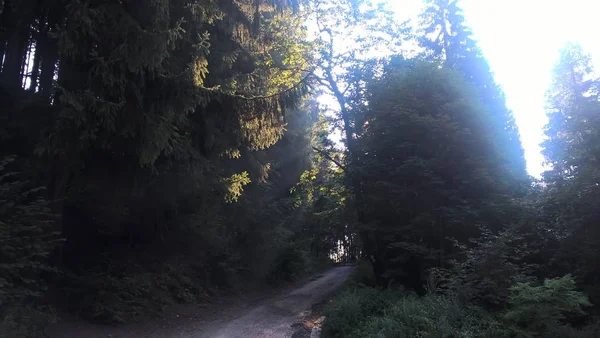 日当たりの良い森の中を — ストック写真