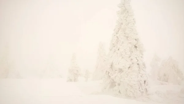 Paisaje Invernal Con Bosque Nevado — Foto de Stock