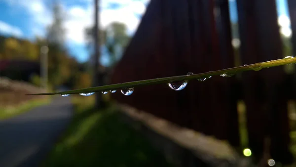 Gotas Agua Rama Verde — Foto de Stock